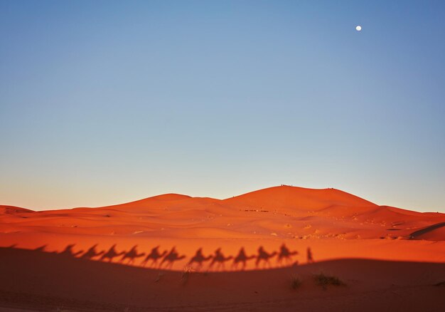 Тени верблюдов в пустыне Сахара Мерзуга