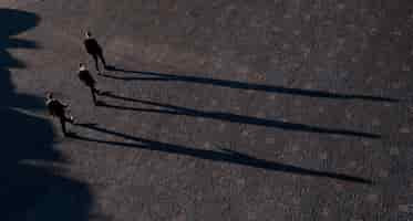 Free photo shadows of groomsmen anf groom outdoors