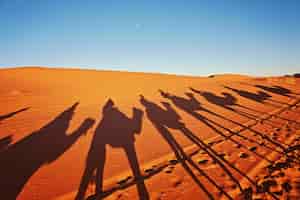무료 사진 사하라 사막 merzouga에서 낙타의 그림자