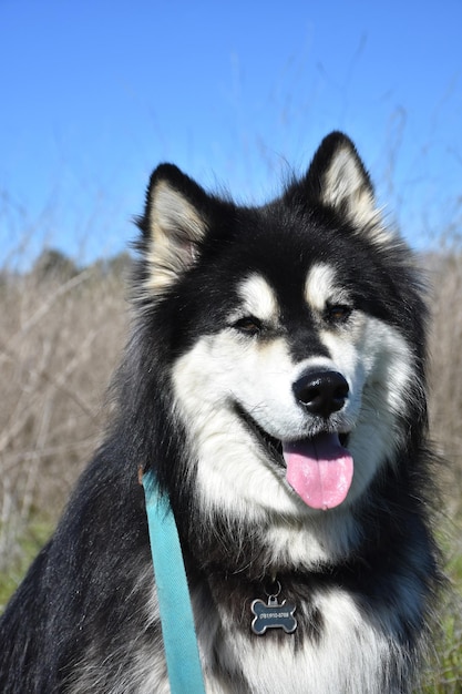 干し草畑でポーズをとる毛むくじゃらのアラスカンマラミュート犬。