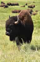 Free photo shaggy brown buffalo in a herd during the summer in north dakota