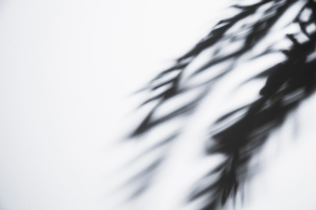 Бесплатное фото Шаткие пальмовые листья тени на белом фоне