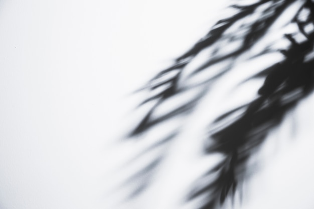 Shaky palm leaves shadow on white backdrop