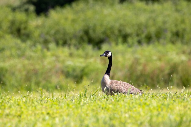 Shallow focus of a Canadian goose on a green field