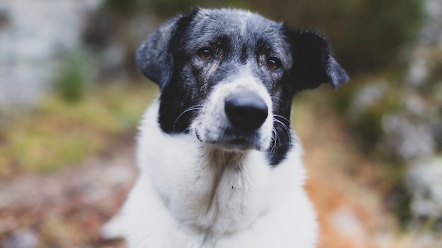 Shallow focus closeup shot of a black and white dog