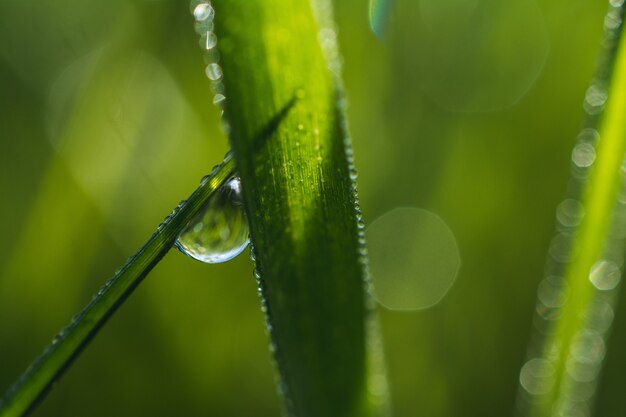 Shallow focus closeup shot of a droplet of dew on the grass with bokeh background