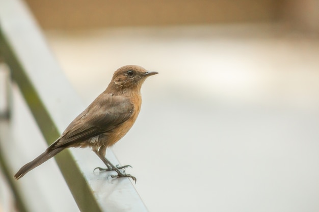공원에서 Flycatcher 새의 얕은 초점 근접 촬영