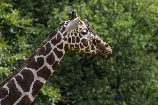 Неглубокий фокус крупным планом выстрел жирафа возле зеленых деревьев