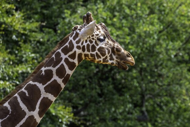 Shallow focus closeup shot of a giraffe near green trees