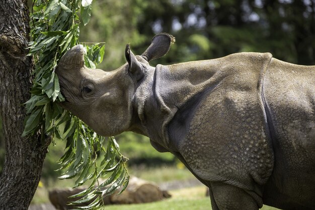 Shallow focus closeup shot of a gray rhinoceros eating the green leaves of a tree