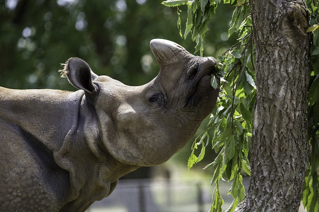 Free photo shallow focus closeup shot of a gray rhinoceros eating the green leaves of a tree