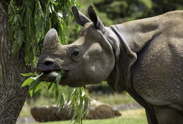 Shallow focus closeup shot of a gray rhinoceros eating the green leaves of a tree