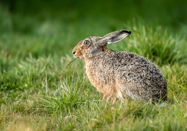 野ウサギが野原で草を食べる浅い焦点のクローズアップショット