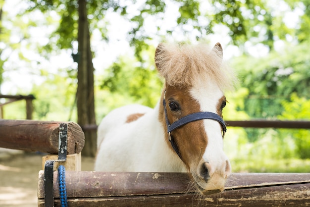 正面を見ている馬の浅い焦点のクローズアップショット