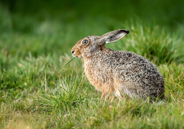 Неглубокий фокус крупным планом заяц ест траву в поле