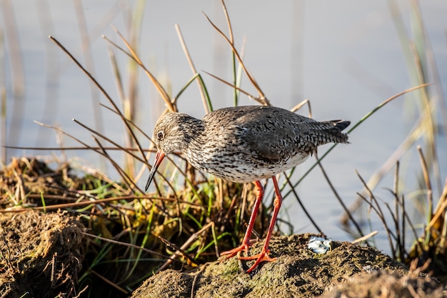 Бесплатное фото Мелкий фокус крупным планом небольшой птички godwit возле озера