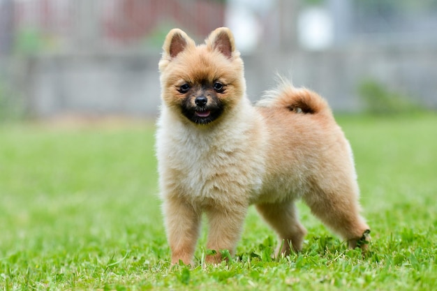 芝生の上の公園でポーズをとっているかわいいふわふわのポメラニアンスピッツ犬の浅い焦点