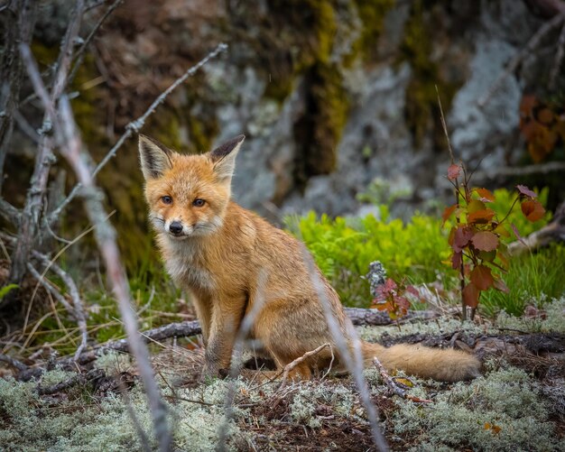Shallow focus of a fox in the forest