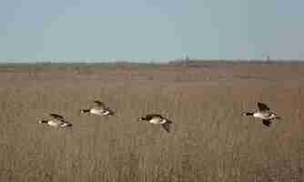 Free photo shallow focus of geese flyingover a field on a gloomy day