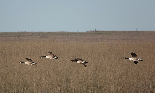 Shallow focus of geese flyingover a field on a gloomy day