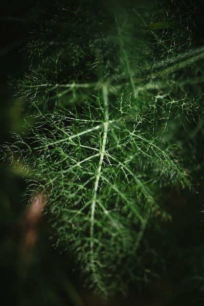 Free photo shallow focus of green leaves