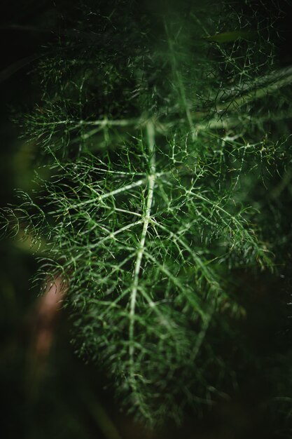 Shallow focus of green leaves