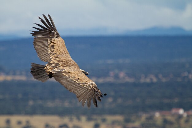 Shallow focus of a Griffon vulture (Gyps fulvus) flying with wide-opened wings