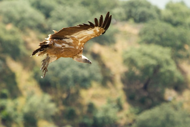 활짝 열린 날개로 날아 다니는 그리폰 독수리 (Gyps fulvus)의 얕은 초점