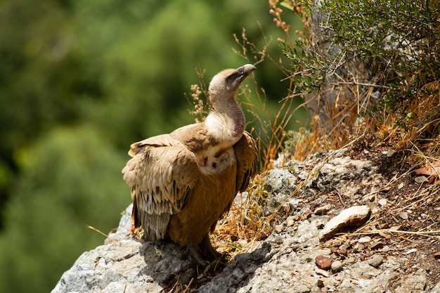 산에 서 있는 그리폰 독수리(Gyps fulvus)의 얕은 초점