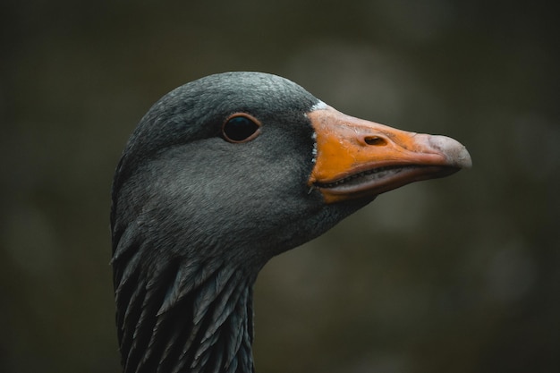 Shallow focus of the head of a greylag goose (Anser anser) on blurred background