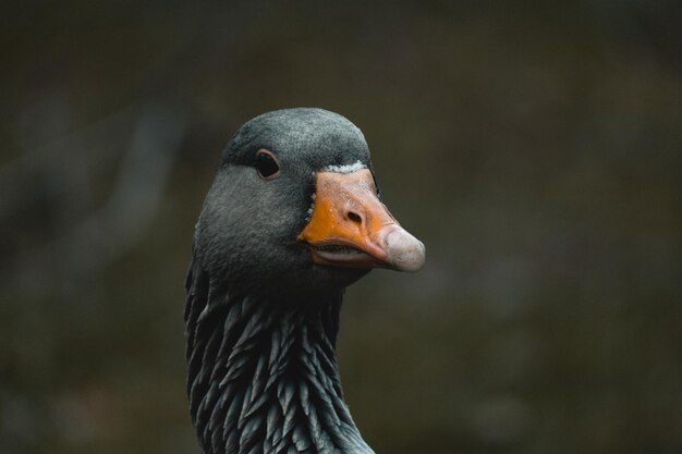 Shallow focus of the head of a greylag goose Anser anser on blurred background