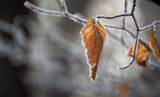 Shallow focus of leaf