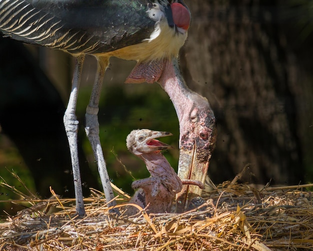 Неглубокий фокус аиста марабу, кормящего птенца в гнезде