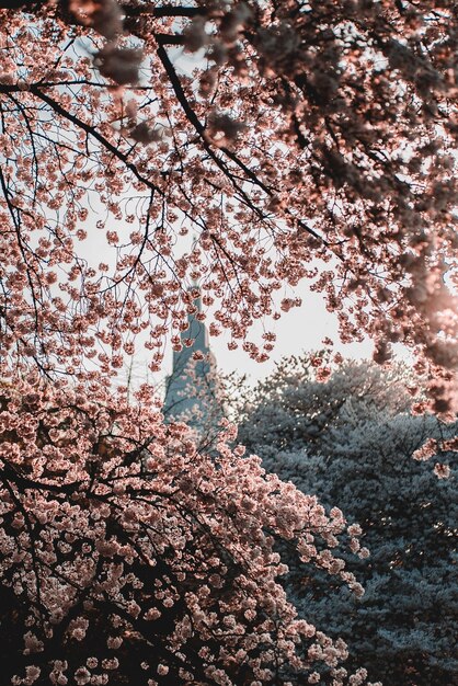 Shallow-focus of pink flowers blooming during sunrise