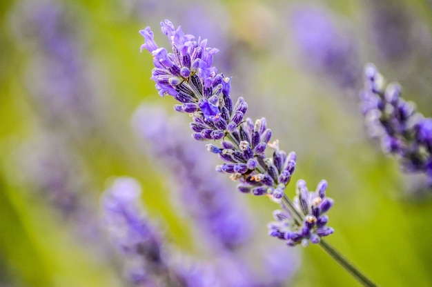 Shallow focus  of a purple flower in a green blurry wall