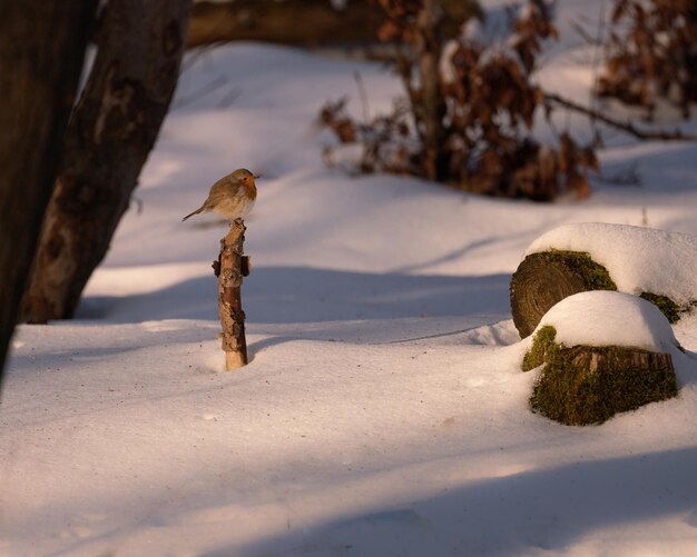 Неглубокий фокус малиновки на ветке в солнечный день зимой