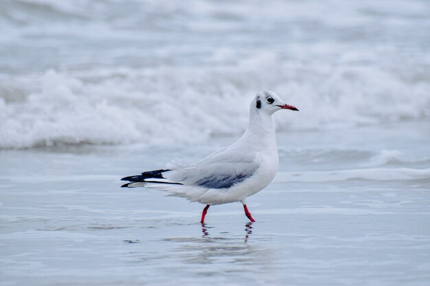 Shallow focus of a seagull at the beach on a gloomy day