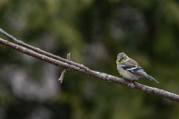Shallow focus shot of an American Goldfinch bird resting on a tree branch