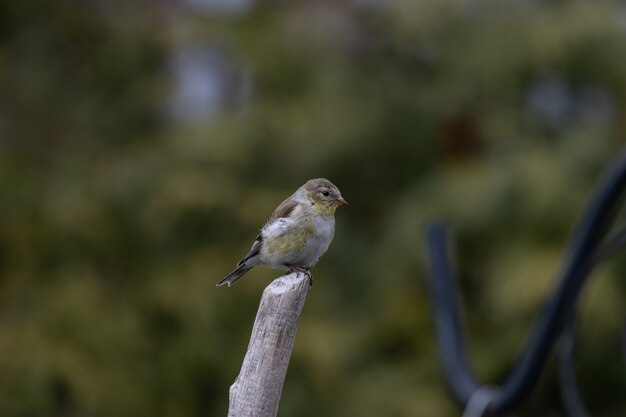 Shallow focus shot of an American Goldfinch bird resting on a twig