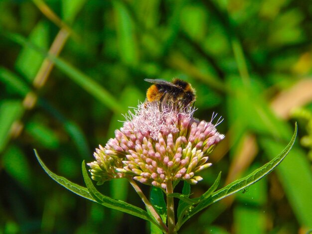꽃에서 꿀을 수집하는 꿀벌의 얕은 초점 샷