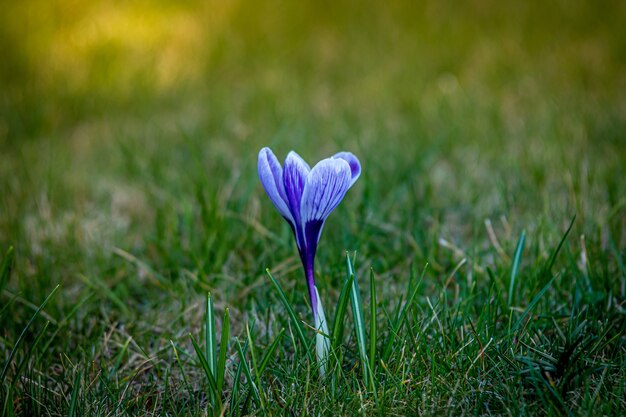 緑の芝生のフィールドで青いクロッカスの花の浅いフォーカスショット