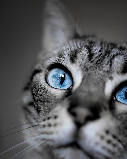 파란 눈 국내 단발 고양이의 얕은 초점 샷