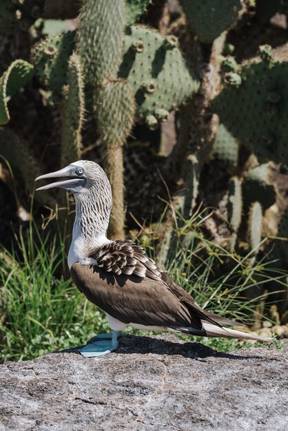 Shallow focus shot of a booby bird