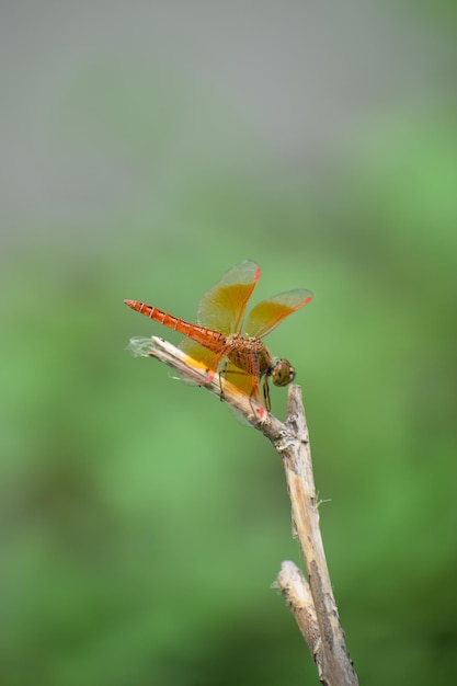 Shallow focus shot of a brown dragonfly on a branch