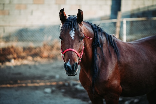 Shallow focus shot of a brown horse wearing a red harness