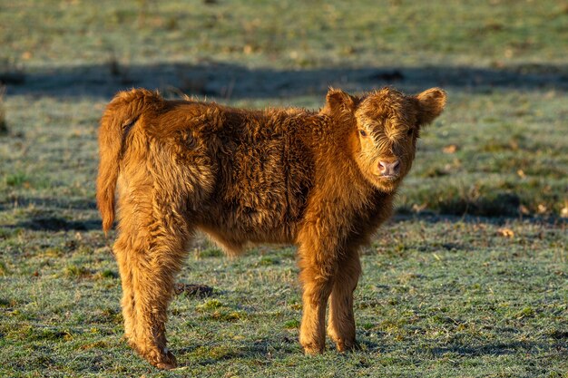 Shallow focus shot of a calf standing on a field