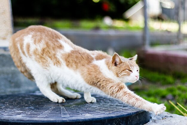 Неглубокий снимок кошки, растягивающейся на улице днем, на размытом фоне