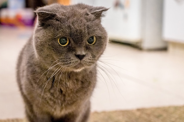 바닥에 앉아 호기심 회색 영국 쇼트 헤어 고양이의 얕은 초점 샷