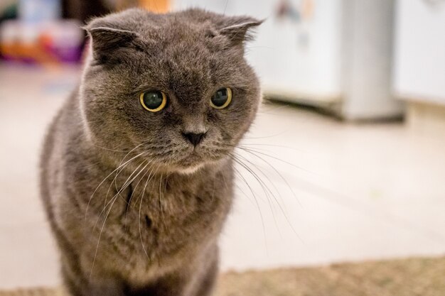 바닥에 앉아 호기심 회색 영국 쇼트 헤어 고양이의 얕은 초점 샷
