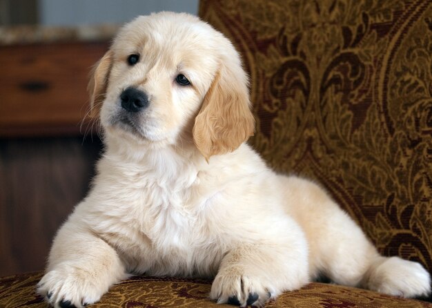 Shallow focus shot of a cute Golden Retriever puppy resting on the couch
